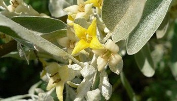 Срібляста маслинка - легенда Криму